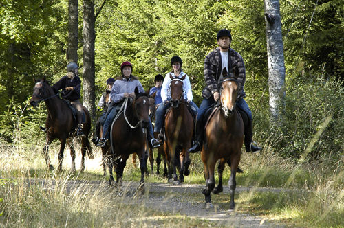 Forest tours on horseback